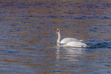 Obraz premium Zwei junge Höckerschwäne schwimmen in der winterlichen Isar