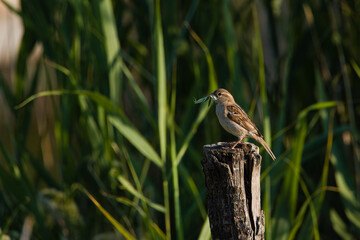 Passer domesticus - Sparrow bird perched on a tree stump. Wild songbird