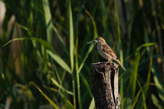 Passer domesticus - Sparrow bird perched on a tree stump. Wild songbird