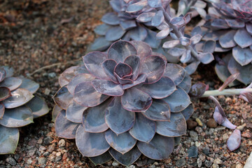 close up of a purple flower succulent