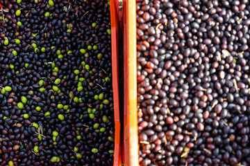 Olive harvest in autumn among the olive trees of Franciacorta, Brescia province in Lombardy district, Italy, Europe.