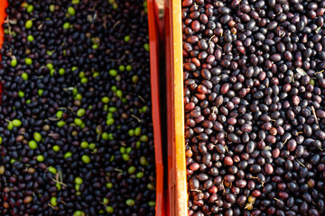 Olive harvest in autumn among the olive trees of Franciacorta, Brescia province in Lombardy district, Italy, Europe.