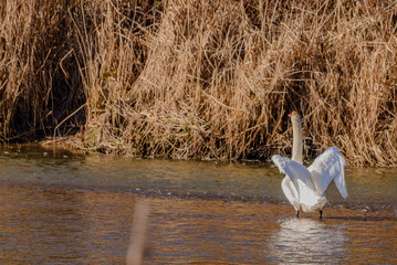 Ein junger H&ouml;ckerschwan &uuml;bt die Balz