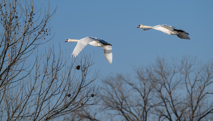 Pair of mute swans in flight.