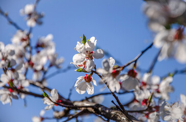 Apricot blossom branch against blue sky in sunlight in the garden.