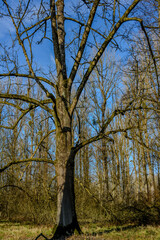 Winterwanderung in den Isarauen im Mündungsgebiet