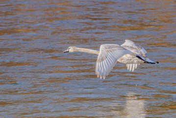 Ein junger Höckerschwan hebt von der Isar ab