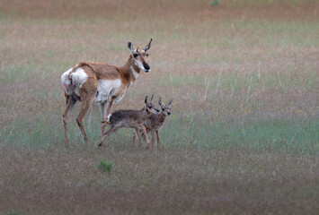 Pronghorn antelope with fawns