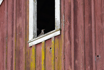 Northern flicker perched in barn