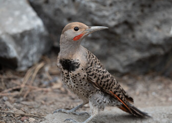 Northern flicker woodpecker perched