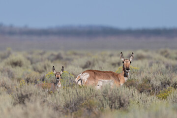 Pronghorn antelope with baby