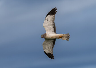 Northern Harrier male in flight