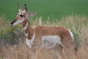 Pronghorn Antelope doe with tongue out