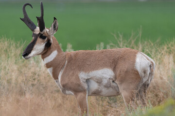 Pronghorn Antelope buck