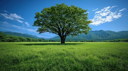 Obraz premium Lone tree meadow, mountain backdrop, sunny day, nature scene, calm