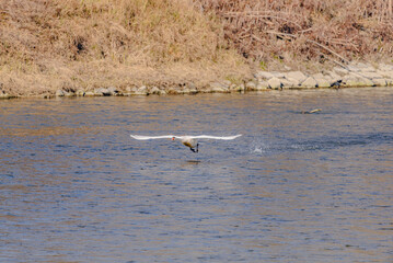 Ein junger Höckerschwan hebt von der Isar ab