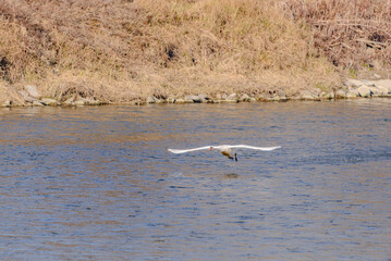Ein junger Höckerschwan hebt von der Isar ab