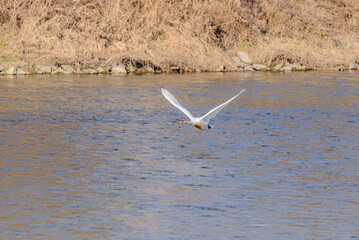 Ein junger Höckerschwan hebt von der Isar ab