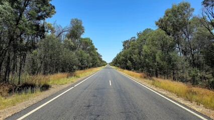 Fototapeta premium A straight, empty road flanked by dense green trees and golden grass, stretching into the horizon under a bright, clear blue sky.