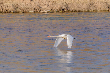 Ein junger Höckerschwan hebt von der Isar ab