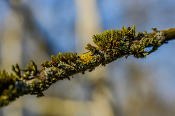 Winterwanderung in den Isarauen im Mündungsgebiet