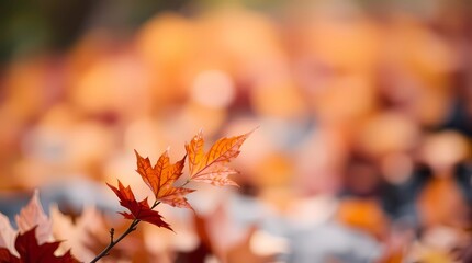 autumn leaves in the forest