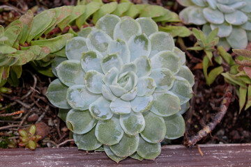 succulent