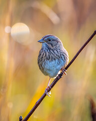 Lincoln's Sparrow