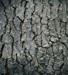bark of a tree