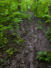 Obraz premium An early morning spring season muddy hiking trail in the woods with lots of foot prints and fallen white petals. Green plants, bushes and leaves surrounding the trail.