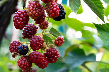 Red and purple colored, very delicious and natural black mulberries hanging from the branch