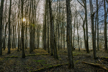Winterwanderung in den Isarauen im Mündungsgebiet