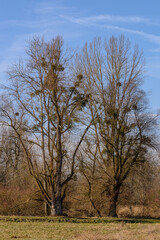 Obraz premium Winterwanderung in den Isarauen im Mündungsgebiet