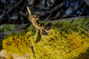 Winterwanderung in den Isarauen im Mündungsgebiet
