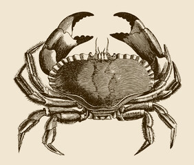 Edible crab cancer pagurus in top view, after antique engraving from 19th century