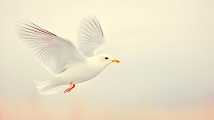 Fototapeta premium White seagull in flight, coastal background, serene nature