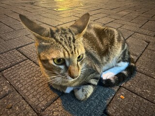 Alert Tabby Cat on Pavement