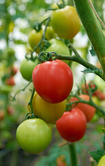 Beautiful red ripe tomatoes grow in a greenhouse.