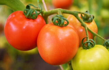 Beautiful red ripe tomatoes grow in a greenhouse.