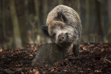 Wild boar scratching head on tree stump in muddy forest clearing