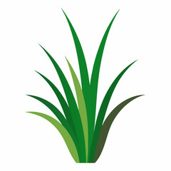 Hairgrass flat vector on white background.