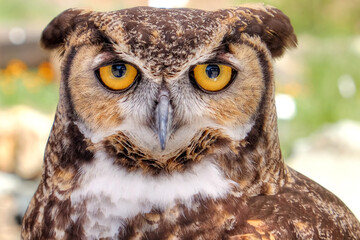 Owl Brown Portrait with Yellow Eyes