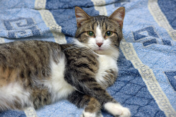 a tabby cat with white paws, chest and muzzle, lying on a blue patterned blanket.  