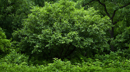 Lush green forest canopy, dense foliage, natural background, nature wallpaper