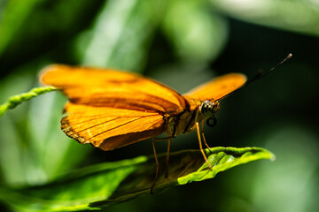 butterfly on leaf