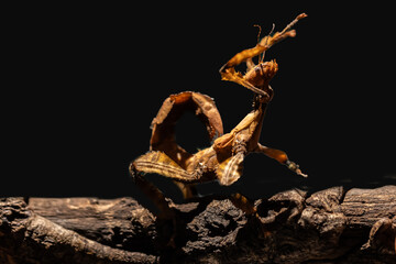 Prayingmantis on a log