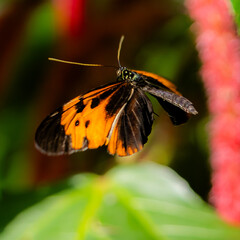 butterfly flying over a garden