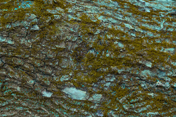 Exploring the intricate textures of a moss-covered tree trunk in an enchanting forest during the tranquil hours of dusk