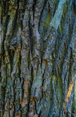 Obraz premium Natural textures of an ancient tree revealing the beauty of bark in vibrant shades of green and brown during a sunny afternoon