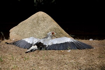 Fototapeta premium 地面に伏せて羽を広げるヘビクイワシ